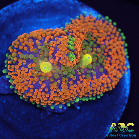 Rainbow Ricordea