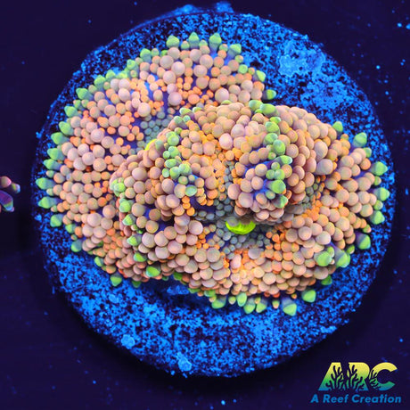 Rainbow Ricordea