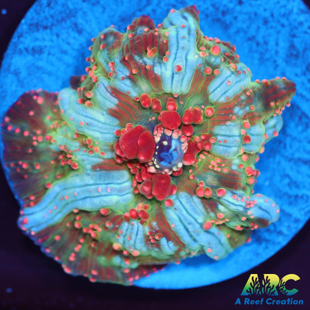 Dragon Lady Bounce Mushroom