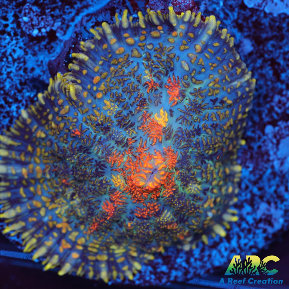 Jupiter Red Rhodactis