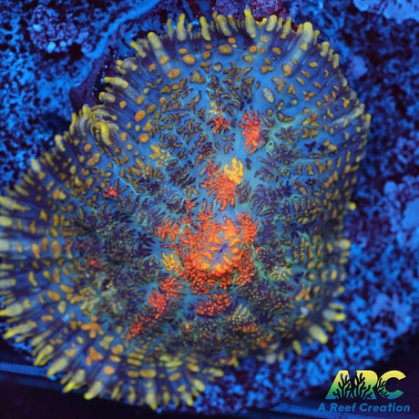 Jupiter Red Rhodactis