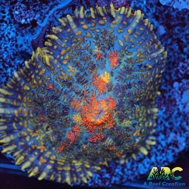 Jupiter Red Rhodactis