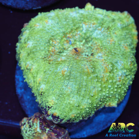 ARC Skull Crusher Mushroom