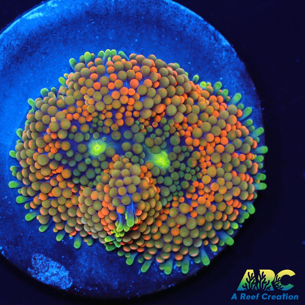 Rainbow Ricordea