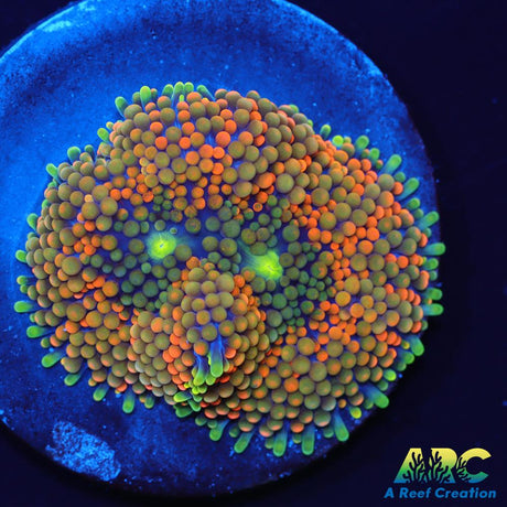 Rainbow Ricordea
