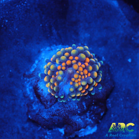 Rainbow Ricordea