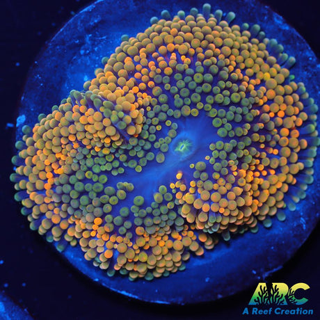Rainbow Ricordea