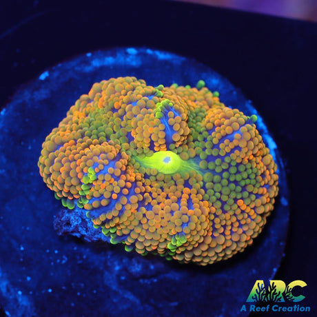 Rainbow Ricordea