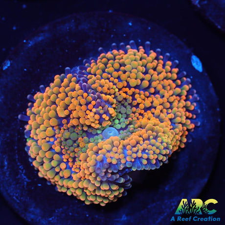 Rainbow Ricordea