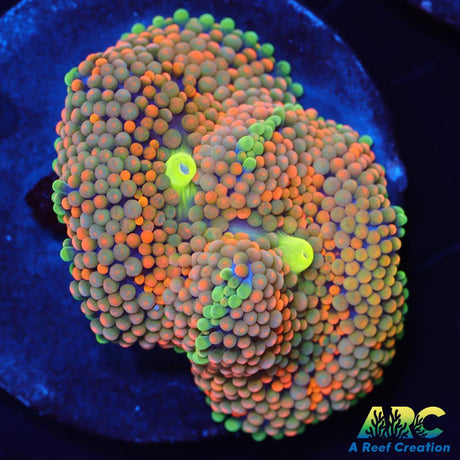 Rainbow Ricordea