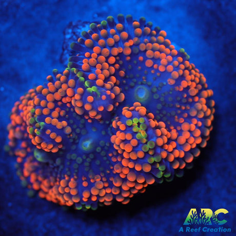 Rainbow Ricordea
