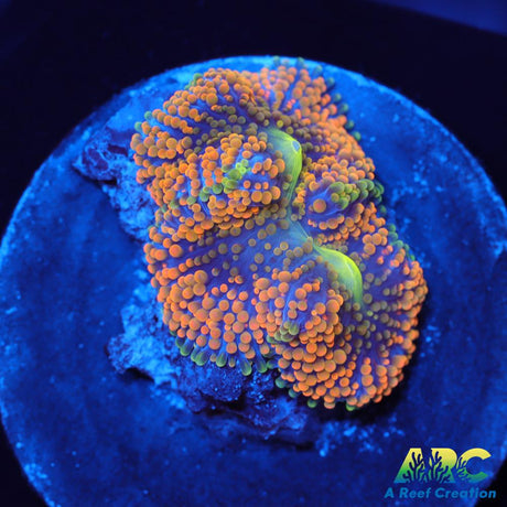 Rainbow Ricordea