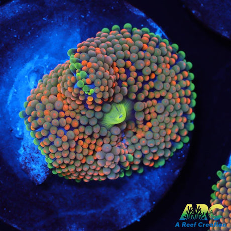 Rainbow Ricordea