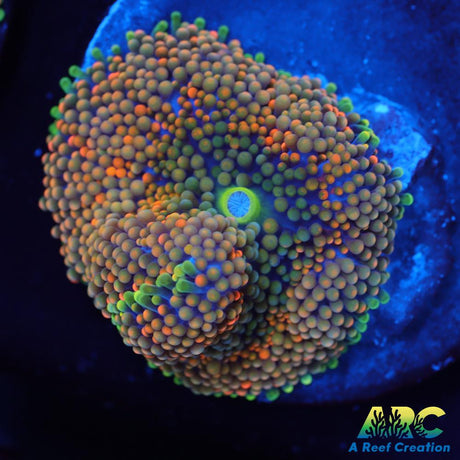 Rainbow Ricordea