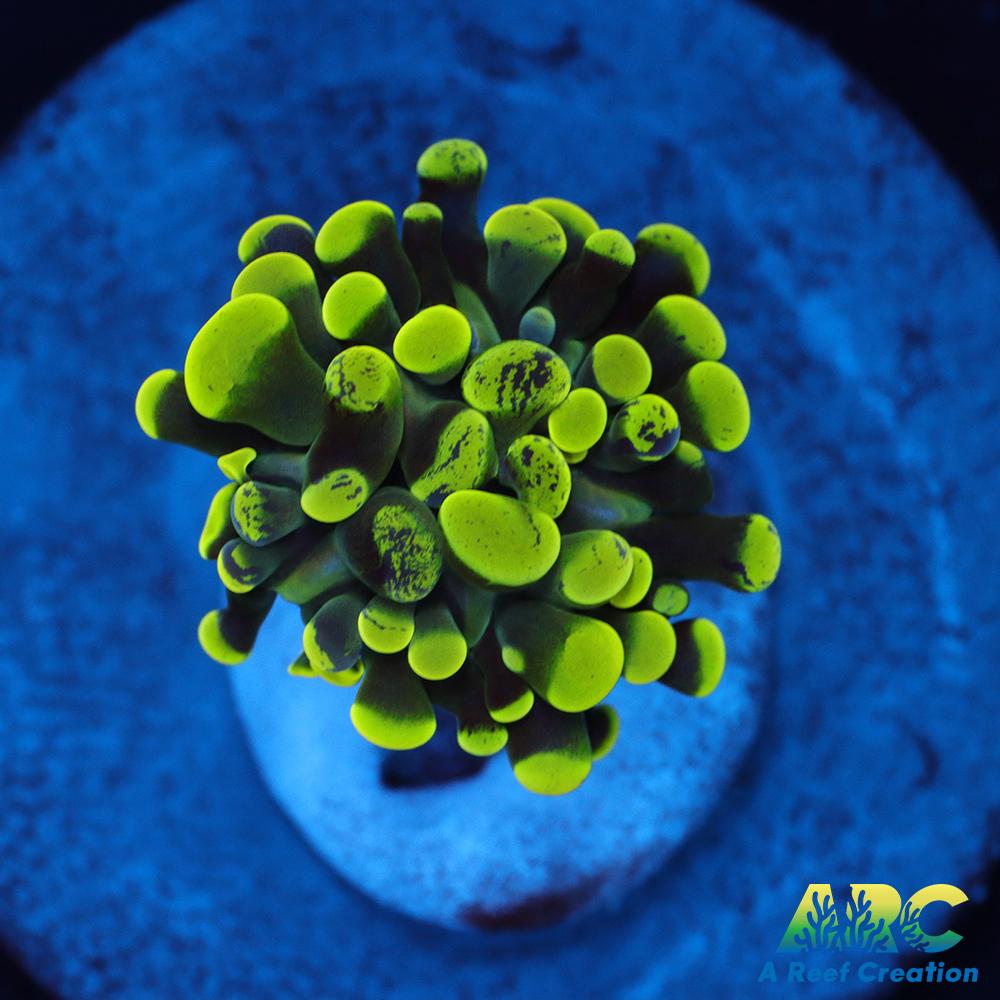 Green Splatter Hammer