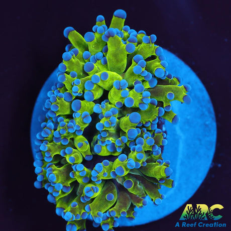 Neon Frogspawn