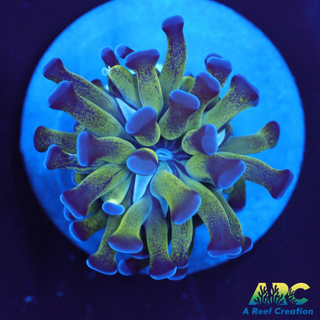 ARC Neon Frammer