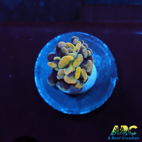 ARC Kaleidascope Hammer