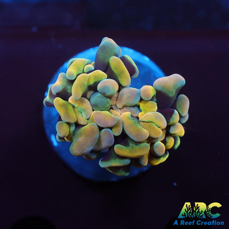 ARC Kaleidascope Hammer