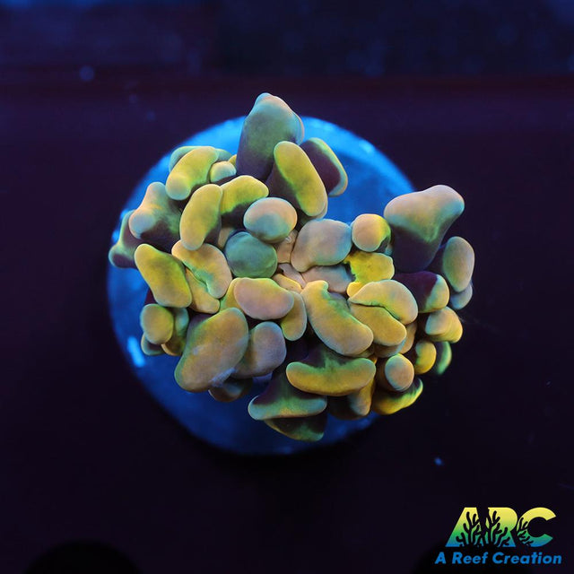 ARC Kaleidascope Hammer