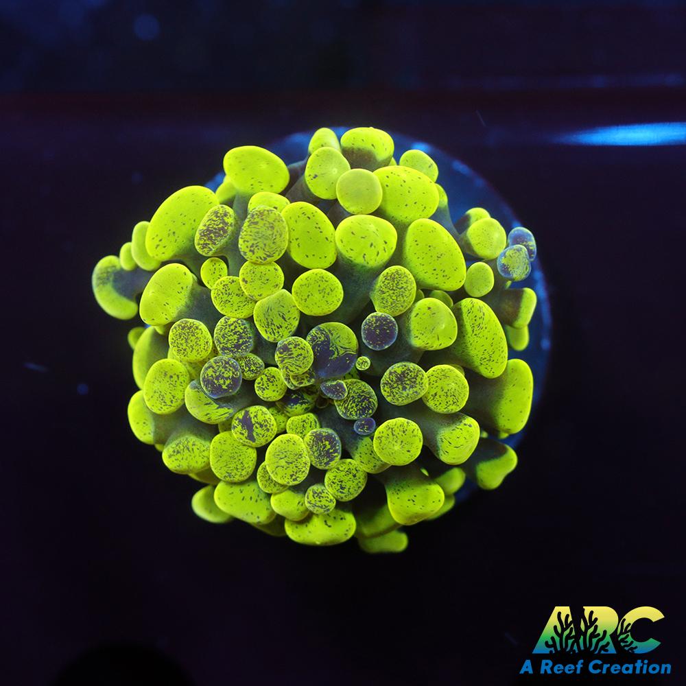 Green Splatter Hammer