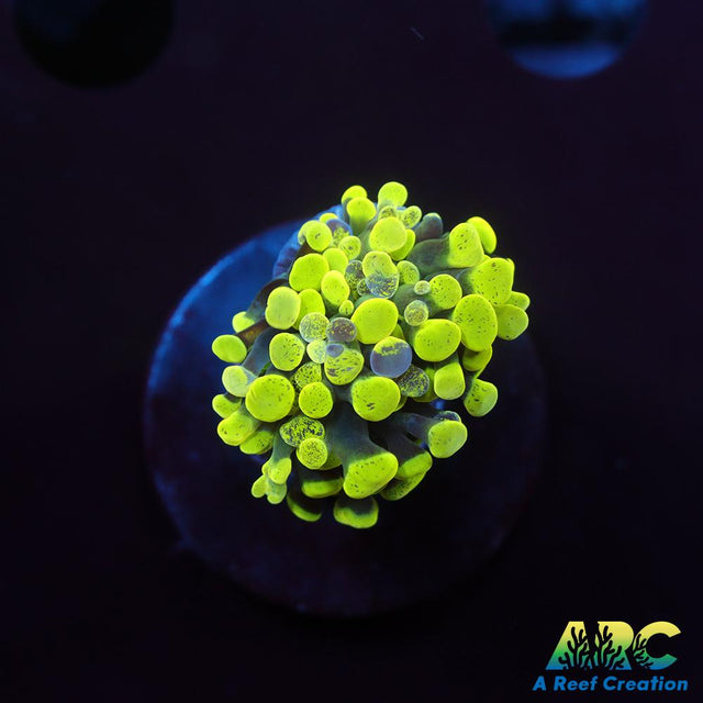 Green Splatter Hammer