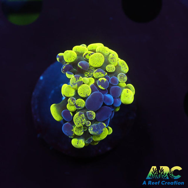 Green Splatter Hammer