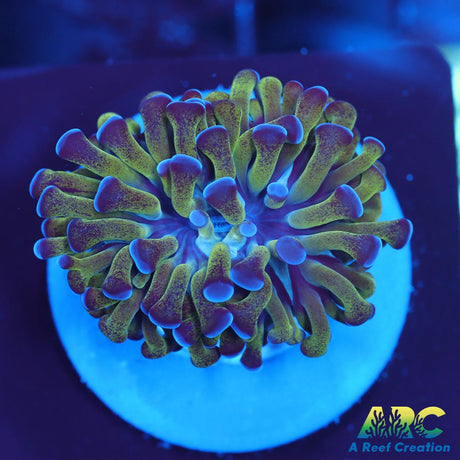 ARC Neon Frammer