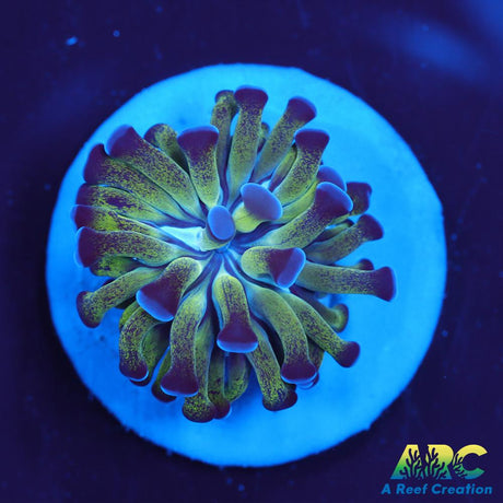 ARC Neon Frammer