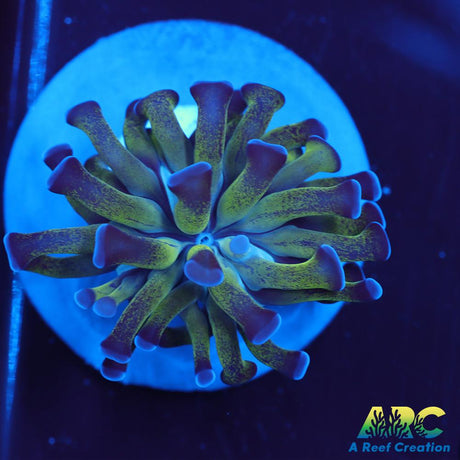 ARC Neon Frammer