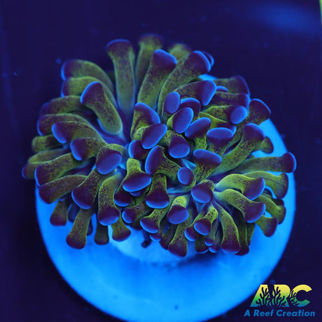 ARC Neon Frammer