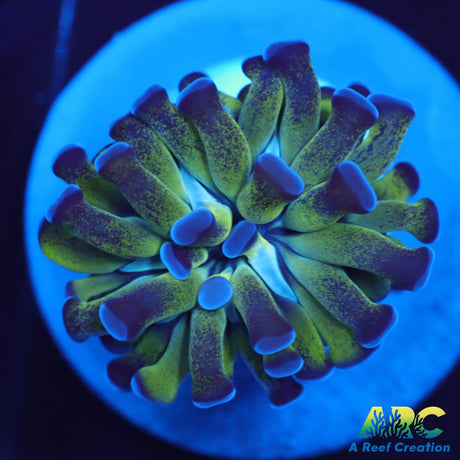 ARC Neon Frammer