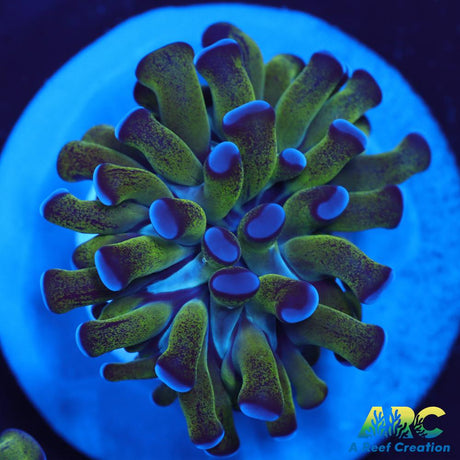 ARC Neon Frammer