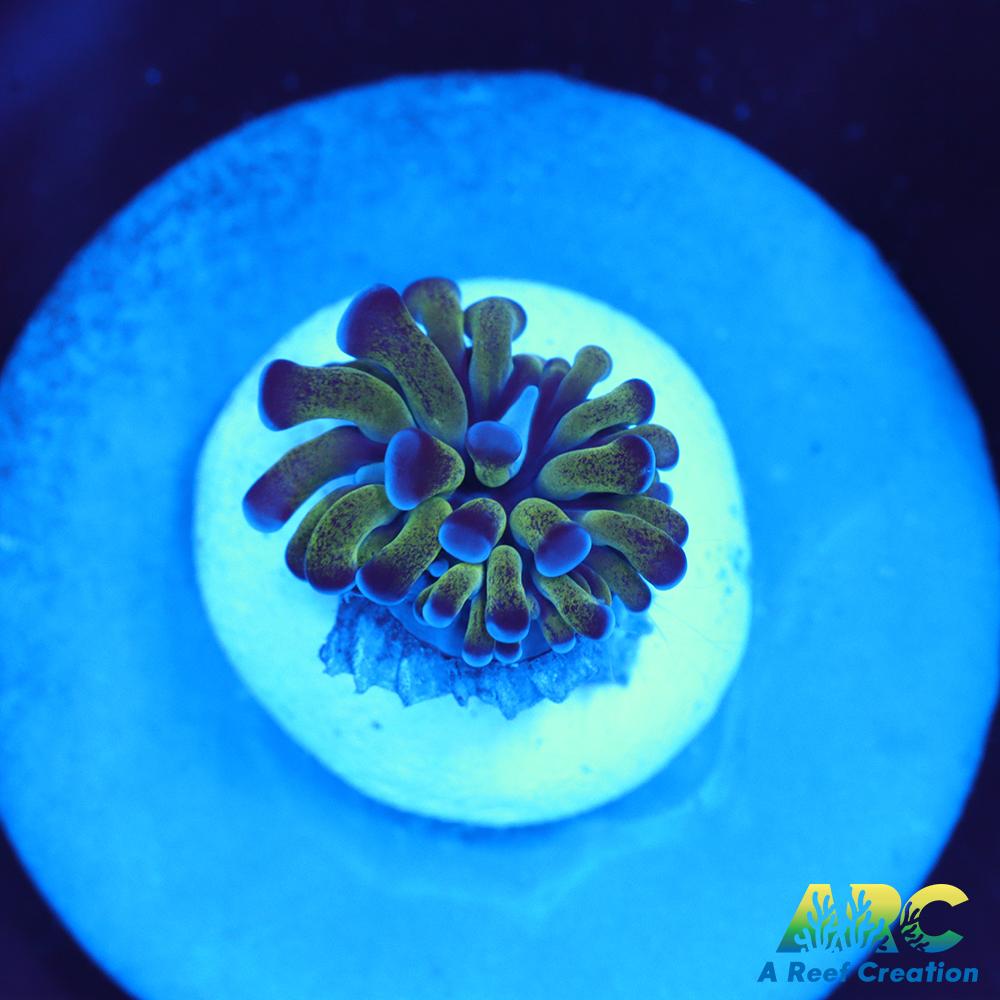 ARC Neon Frammer