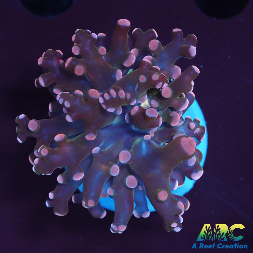 ARC Cream Octospawn