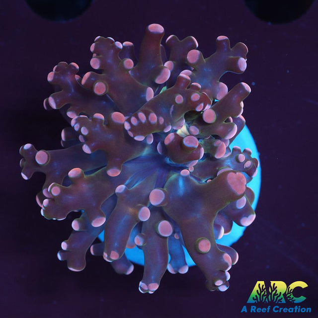 ARC Cream Octospawn