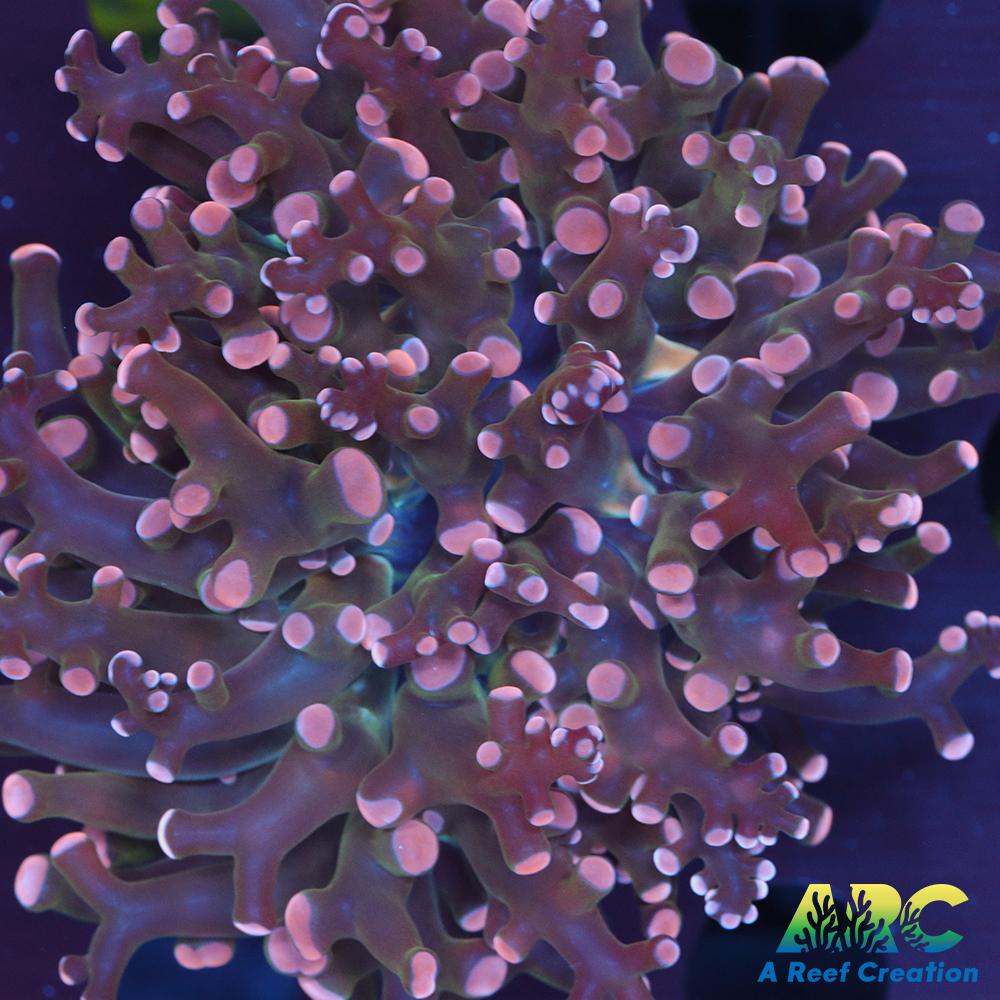 ARC Cream Octospawn