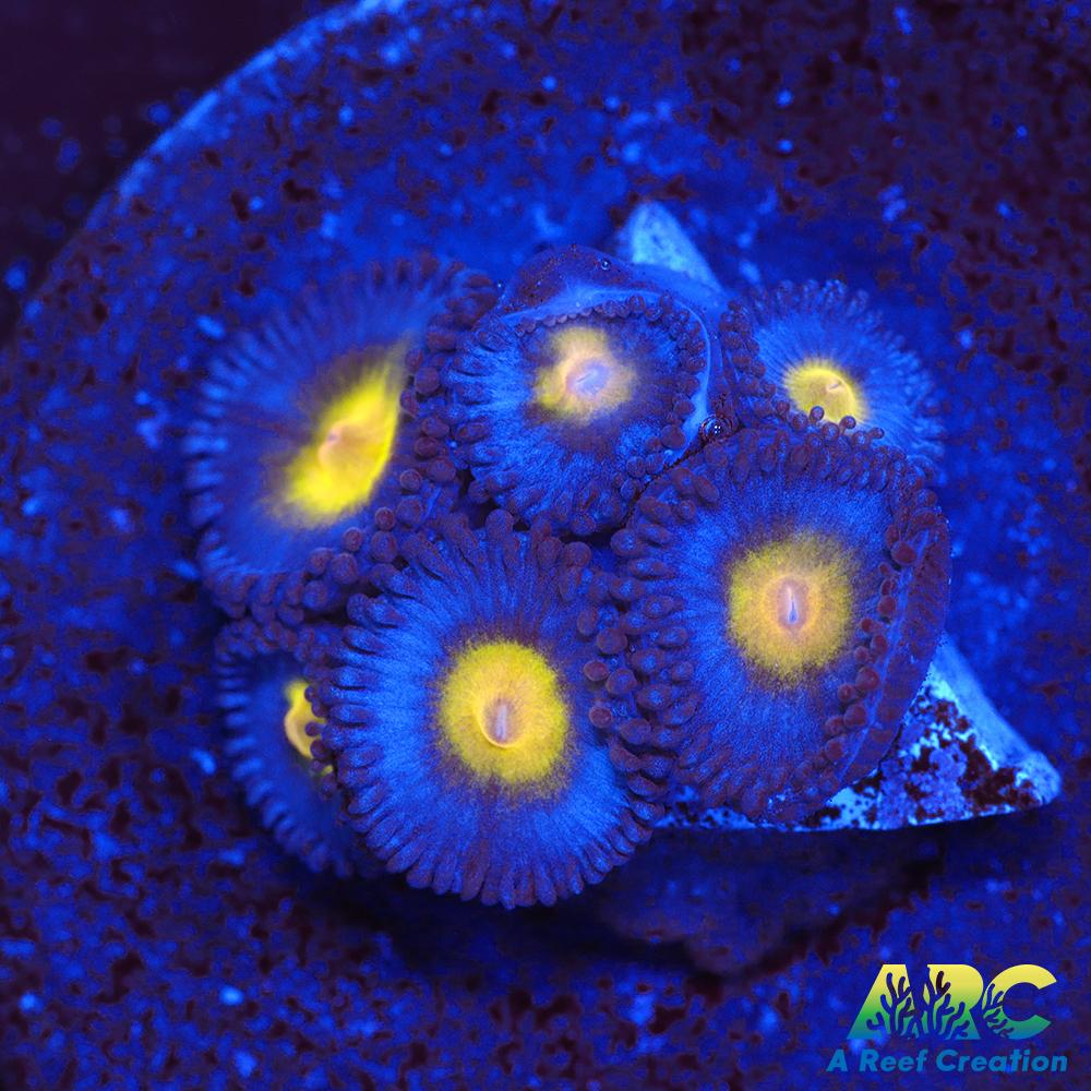 WWC AOI Zoas