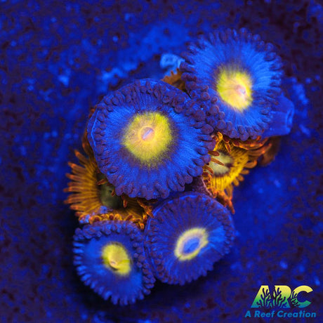 WWC AOI and Pikachu Zoas