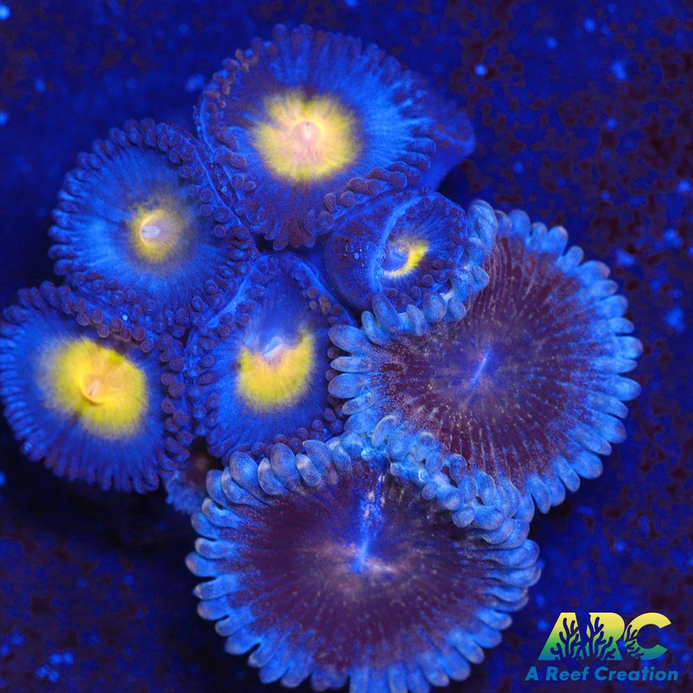 WWC AOI and Friend Zoas