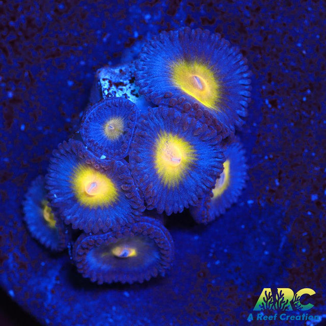 WWC AOI Zoas