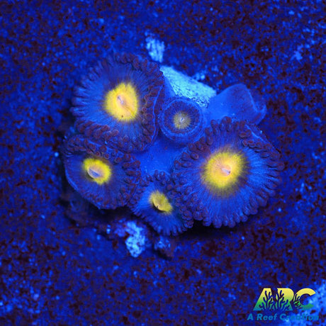 WWC AOI Zoas