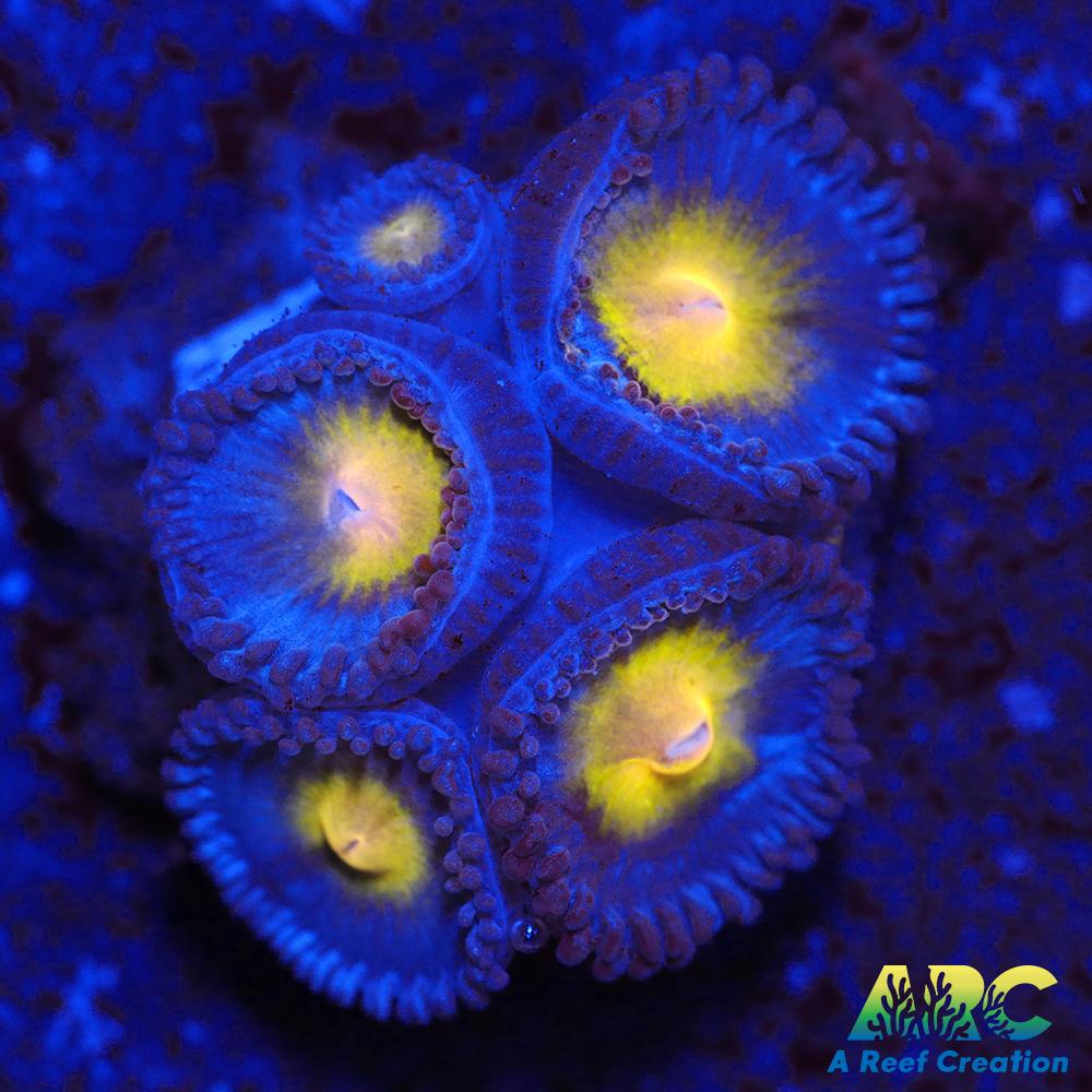 WWC AOI Zoas