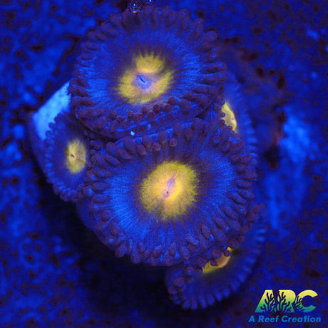 WWC AOI Zoas