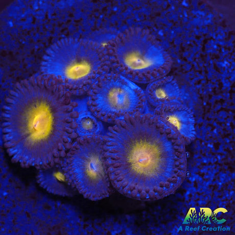 WWC AOI Zoas