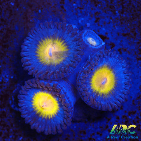 WWC AOI Zoas