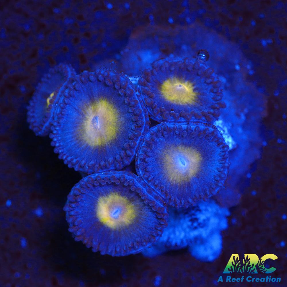 WWC AOI Zoas