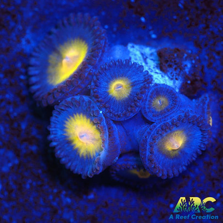 WWC AOI Zoas