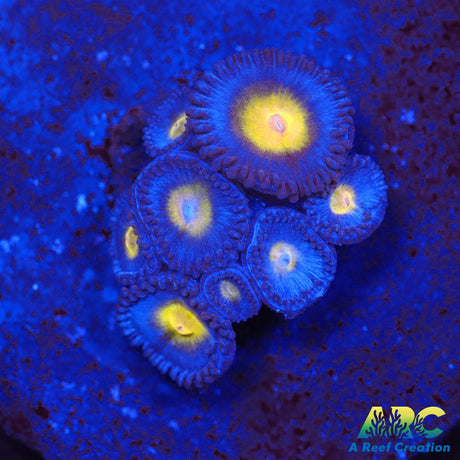 WWC AOI Zoas