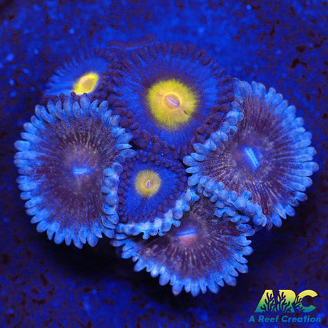 WWC AOI Zoas